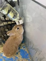 -神奇动物撸宠馆·羊驼·小浣熊·异宠(豫园店)