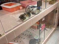 -FAELING PETS美天灵宠物(富力广场店)