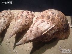 -亚龙湾中心广场·贝壳馆