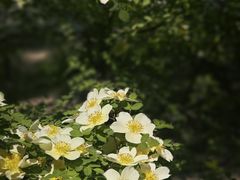 -朝阳公园