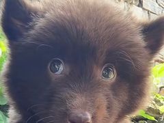 -旺泉餐饮店·清真牛肉面馆