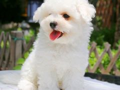 -翊宠yipet猫狗购宠庄园犬舍•猫舍