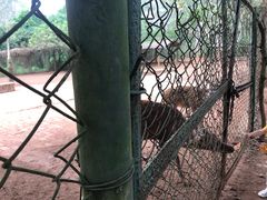 -海南热带野生动植物园