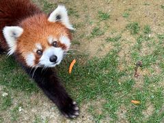 -栾川竹海野生动物园