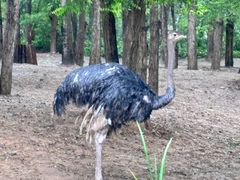 -北京野生动物园