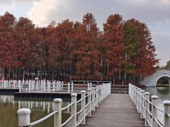 -上海海湾国家森林公园