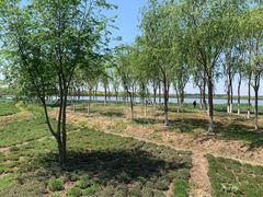 -西青郊野公园