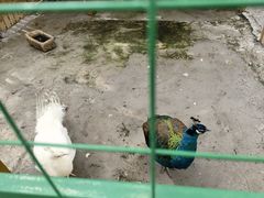 -鹅湖玫瑰文化园