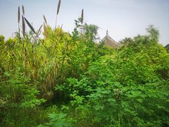 -张坝桂圆林公园