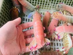 -外伶仃岛海鲜市场