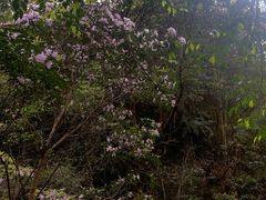 -花岩国家森林公园