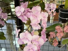 -上海鲜花港