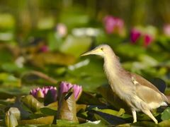 -野鸭湖国家湿地公园