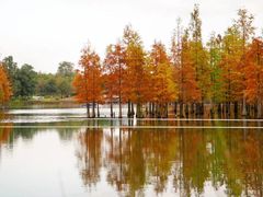 -白鹭湾湿地公园