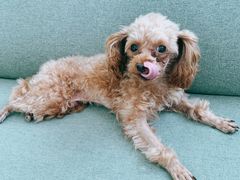 -北京恒爱动物医院(清景园分院)