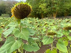 -三亚南山文化旅游区