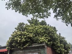 -塔尔寺-菩提树