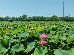 -嘉北郊野公园