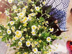 -北边的花店(泛悦城市广场店)