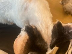 -有喵·猫咖·狗咖·30几只猫10只小狗(岗厦店)