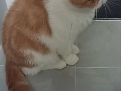 -可蒙动物医院·猫科·骨科中心(首义路店)