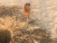 -烟台金沙滩海滨公园