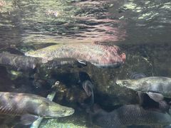 -太平洋海底世界