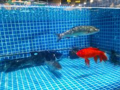 -东沙小镇主题餐厅(下沙店)