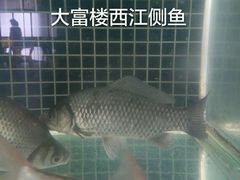 -八仔大富楼·河鲜(西江店)