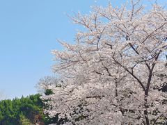 -嘉定紫藤园