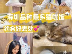 -屋虎猫馆(宝安大仟里店)