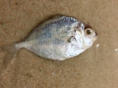 -三亚亚龙湾雅高美爵酒店