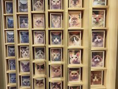 -CAT’S MEWSTAR CAFE·喵星球猫屋(晴湾咖啡店)
