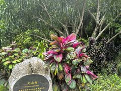 -中国科学院西双版纳热带植物园