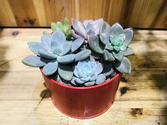 -Libra Flora花店(骆岗中央公园店)