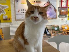 -平行世界·猫咖(首经贸店)