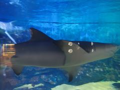-烟台海昌鲸鲨海洋公园