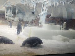 -海合安武汉极地海洋公园