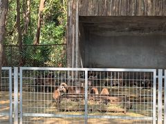 -合肥野生动物园