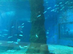 -北戴河圣蓝海洋公园