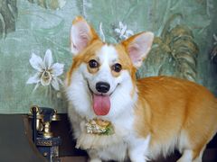 -超宠爱宠物摄影-Super pet