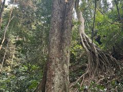 -西双版纳原始森林公园
