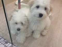 -momokira米努特·德文卷毛猫·棉花面纱犬