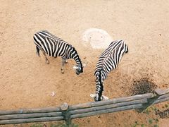 -大连森林动物园