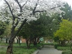 android_upload_pic-同济大学(沪西校区)