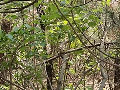 -帽儿山国家森林公园