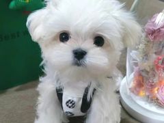 -萌宠之家·腊肠犬·马尔泰·小体犬舍