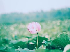 -西青郊野公园