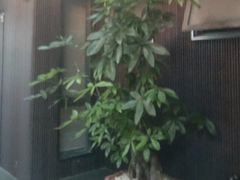 -阿伟海鲜楼·福建菜(涵江店)