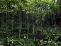 -梧桐山风景名胜区